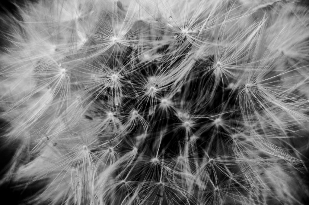 dandelion, black and white, macro, seeds, monochrome